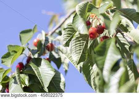 Ripe Red And Sweet Cherry Berries Hanging From A Tree Branch Before Harvest In Early Summer. A Tree