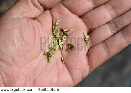 Angelica Keiskei (ashitaba) Cultivation In Vegetable Garden. Apiaceae Vegetable. It Has A Nourishing