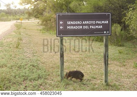 Dec 28, 2021, Entre Rios, Argentina: Signpost Inside El Palmar National Park With A Capybara Pup, Hy