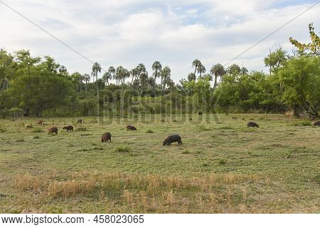 Group Of Capybaras, Hydrochoerus Hydrochaeris, Largest Living Rodent, Native To South America, Eatin