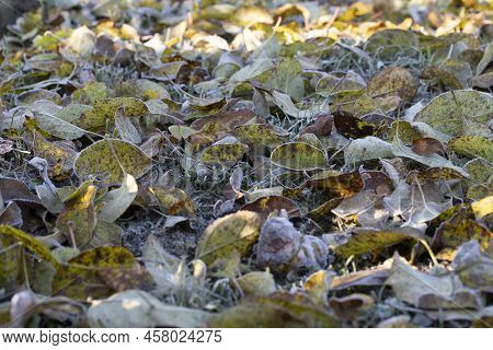 Autumn Yellow Leaf On A Branch In The Needles Of Frost. Morning Frost. Rime. Late Autumn.