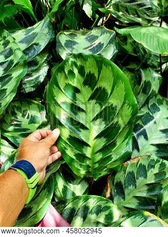 Beautiful Variegated And Green Leaves Of Calathea Marantha