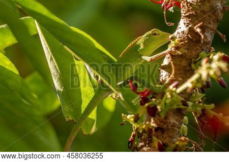 Chameleon Animals That Are Perched On Bilimbi Trees, Their Habitat Is In Trees That Are Thick With L