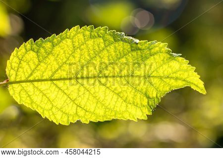 Close-up View Of A Green Leaf With Sunlight. Green Leaf Macro. Leaf Texture, Background Texture. Mac
