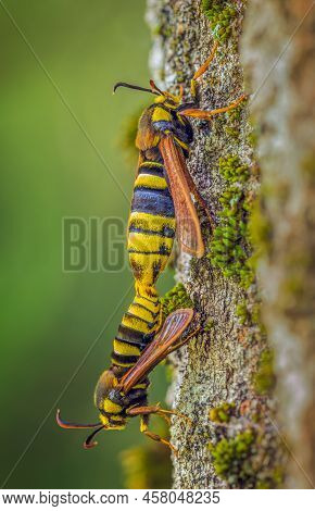 Hornet Moth - Sesia Apiformis, Mating Process Of Butterflies