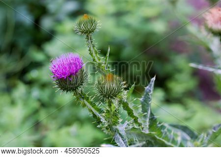 Flower Heads Of Thistle, Specie Onopordum Acanthium, Also Known As Cotton Thistle Close-up On A Blur