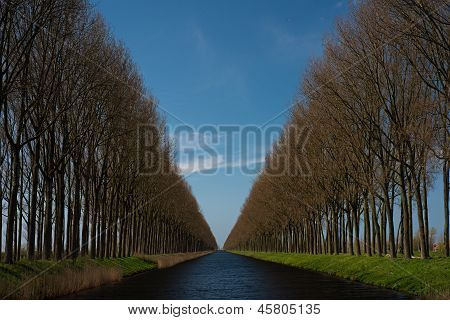 Les rangs d'arbres magnifiques paysage