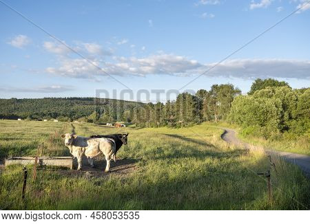 Cows Graze In Green Grassy Summer Landscape Near Han Sur Lesse And Rochefort In Belgian Ardennes Are