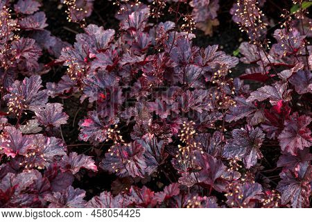 Ornamental Purple Decorative Heuchera Foliage Growing In Summer Garden