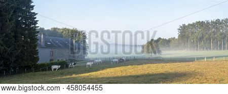 Cows Near Old Farm In Early Morning Sunlight Between Sankt Vith And Vielsalm In Southern Part Of Bel