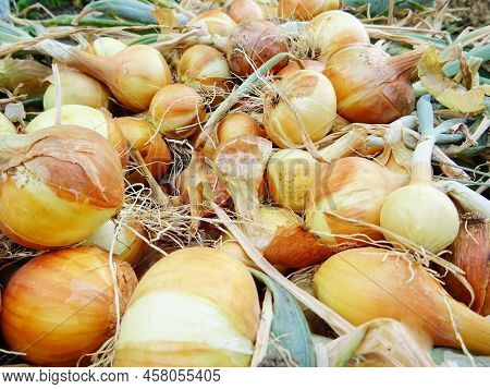Harvesting Onions In The Field, Background Image
