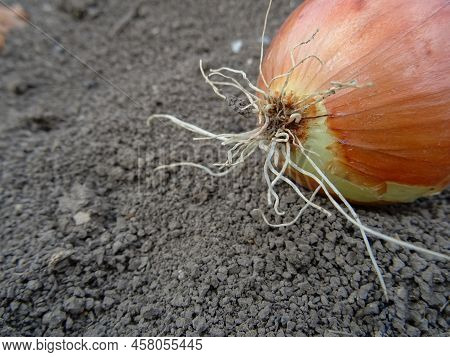 Harvesting Onions In The Field, Background Image