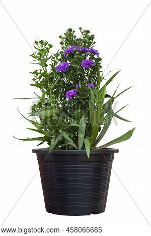 Purple Chrysanthemum Or Dendranthemum Flower Bloom In Black Plastic Pot Isolated On White Background