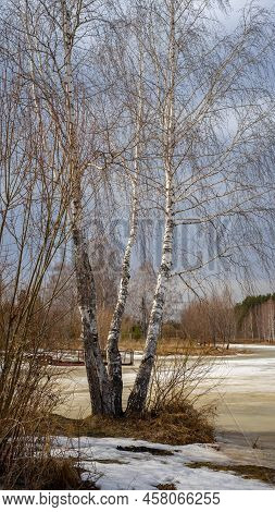 Birch Tree Without Leaves On The Background Of A Pond, River Or Lake Covered With Ice In Spring. Dry