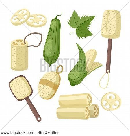 Products Made From Luffa Vector Illustrations Set. Eco-friendly Items From Sponge Gourd, Whole And S