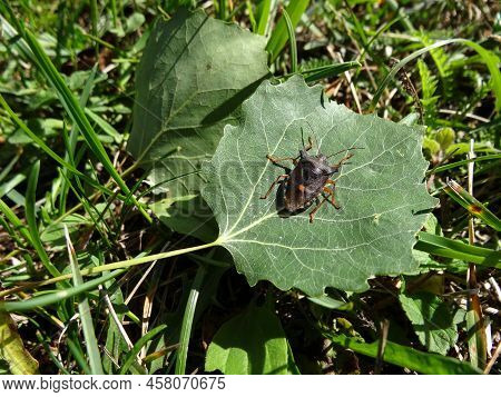 Red Legged Shieldbug On The Tree Leaf. Forest Bug, Pentatoma Rufipes, A Garden Pest. Top View Of Red