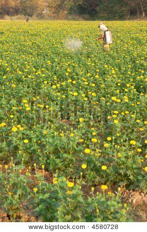 Piantagione di fiori.