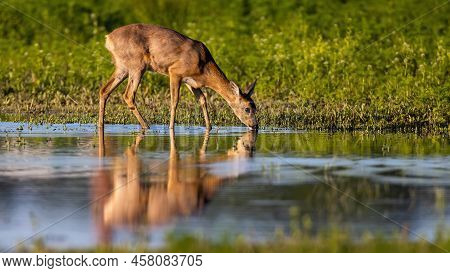 Roe Deer Drinking From Splash With Reflection In Water