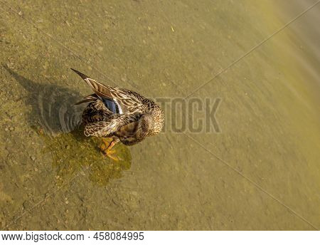 Mallard Duck Is Swimming In The Pond. The Duck Is Floating In The River And Look For Food. Migration