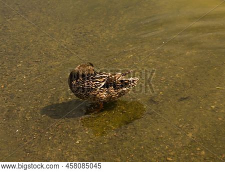Mallard Duck Is Swimming In The Pond. The Duck Is Floating In The River And Look For Food. Migration