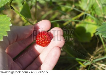 Strawberry In A Fruit Garden Growing At An Agricultural Rural Farm.