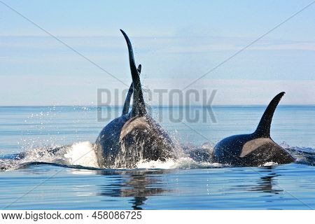A Flock Of Killer Whale Wildlife, Flock, Herd, Ocean, Nature, Sea, Killer Whale, Orca
