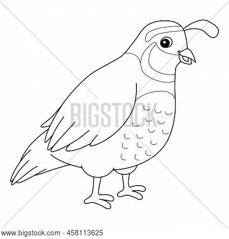 A Cute And Funny Coloring Page Of A Quail. Provides Hours Of Coloring Fun For Children. To Color, Th