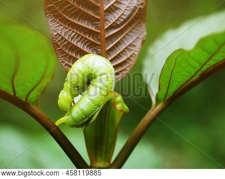 Big Green Caterpillars. On The Leaves, The Pests Eat And Damage.