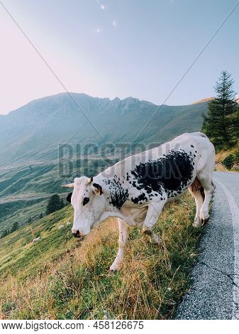 Cows Pasture In Mountainous Area In The Italian Alps. Livestock And Domestic Animals. The Pustertale