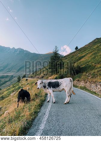 Cows Pasture In Mountainous Area In The Italian Alps. Livestock And Domestic Animals. The Pustertale