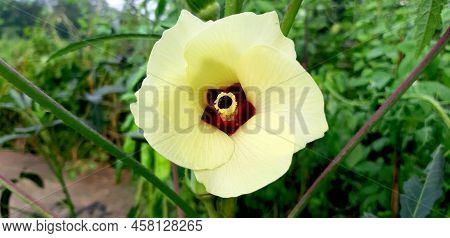 Beautiful Indian Yellow Jute Tree Flower. Selective Focus.