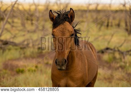 Wild Horse Looks Up From Grazing On Weatherill Mesa