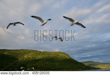Seagull Sea Bird Predator Angler Fish And Shellfish Northern Europe Norway