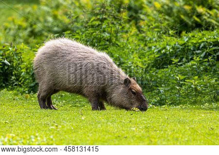 The Capybara, Hydrochoerus Hydrochaeris Is A Mammal Native To South America. It Is The Largest Livin