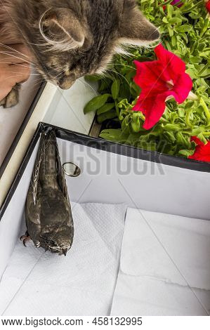 A Grey Cat Look At The Young Common Swift (apus Apus) On The Paper Box In Balcony