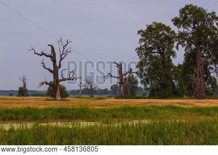 Old Trees In The Morning In Rogalin. Landscape Of Rogalin Park. Poland.