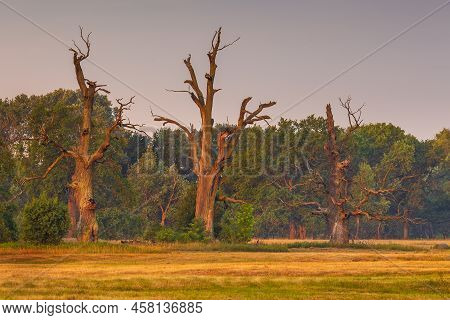 Old Trees In The Morning In Rogalin. Landscape Of Rogalin Park. Poland.
