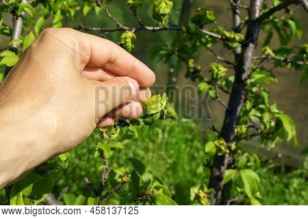 Plum Tree Leaves Infected With Mealy Plum Aphid, Hyalopterus Pruni.