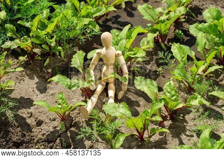 Growing Young Beets In The Garden. The Concept Of Harvesting With A Wooden Dummy, Selective Focus