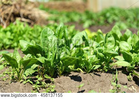 Rows Of Green Spinach On A Field. Young Leaves Leaf Leaf Green In Rows, Agriculture. Selective Focus