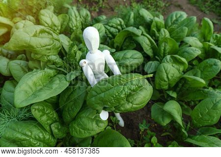 Green Spinach Growing In The Garden On A Vegetable Farm. Healthy Food In Your Own Kitchen Garden. Se