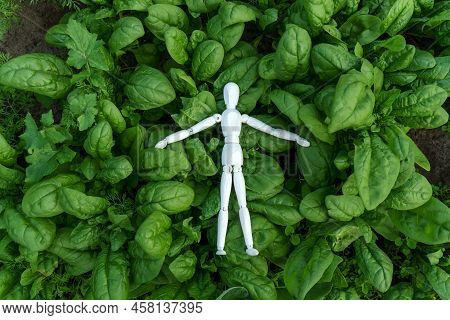 Green Spinach Growing In The Garden On A Vegetable Farm. Healthy Food In Your Own Kitchen Garden