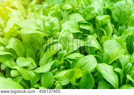 Green Spinach On A Field. Young Leaves Leaf Leaf Green, Agriculture. Selective Focus