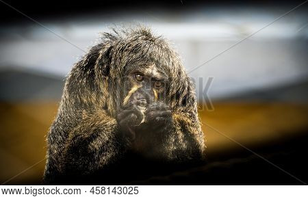 Portrait Of A White-faced Monk Saki Aka Pithecia Pithecia Pithecia While Eating