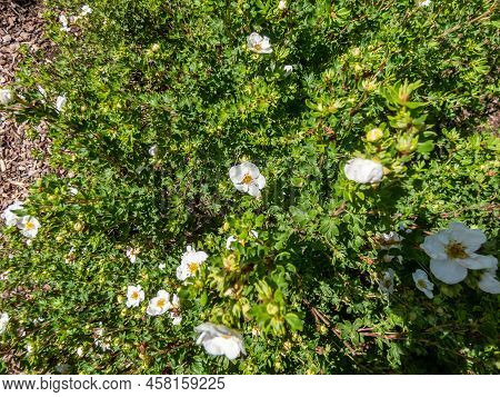 Pentaphylloides Fruticosa 'pink Queen' Is A Compact, Bushy, Rounded, Deciduous Shrub With Small, Bri