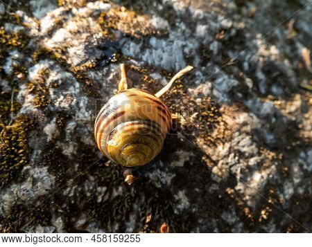 Macro Shot Of Striped Snail - The White-lipped Snail Or Garden Banded Snail (cepaea Hortensis) In A 