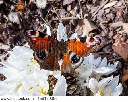 Macro Shot Of The European Peacock Butterfly (aglais Io) On White Spring Flowers (colchicum Szovitsi