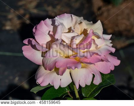 Hybrid Tea Rose 'gloria Dei' Sin. 'peace', 'madame Antoine Meilland, 'gioia' With Fully Double, Pink