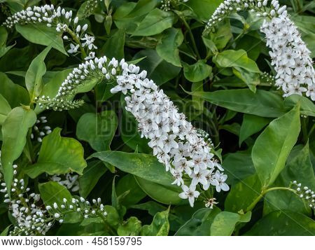 The Gooseneck Loosestrife (lysimachia Clethroides) Flowering With Tiny Flowers, Grouped In Terminal 