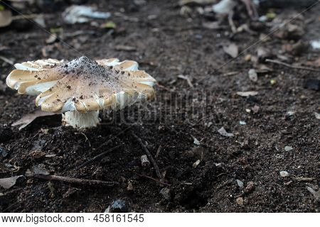 Mushrooms On The Ground In The Forest. Panorama Of A Brown Mushroom On Wet And Humid Green Mossy Lan